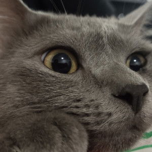 mom kat profile icon