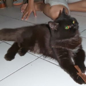 naila akhtar profile icon