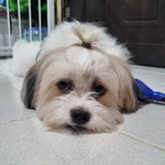 Maggie profile icon