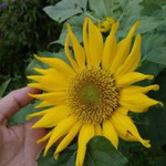 Lastriacie profile icon