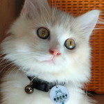 Winda Hesti profile icon