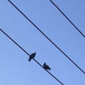 Roesah Kohheng profile icon