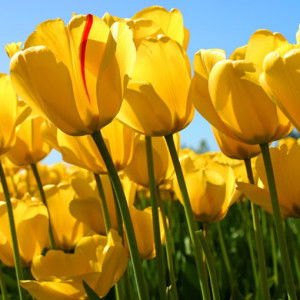 Sal Saliha profile icon