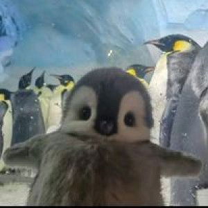 Fzah Irwan profile icon