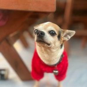 Cr Daisy profile icon