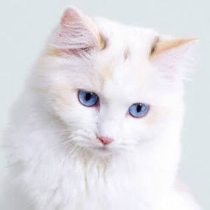 Ira Ramayani profile icon