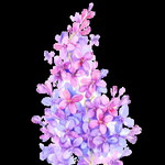 jasmine profile icon