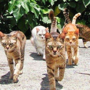 noor hayati profile icon