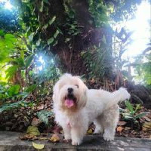 Almira Seramolap profile icon