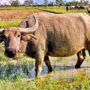 มี นา profile icon