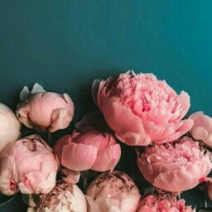 Mursyida Fadhillah profile icon