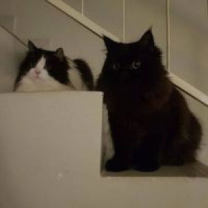 Nurul Hidayah Malik profile icon