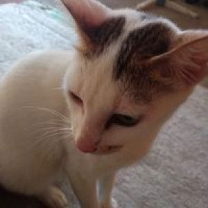 Muslimah Imah profile icon