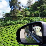 cheor hoi ling profile icon