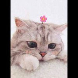 masnoni may profile icon