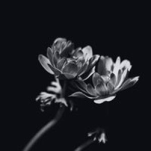 لومبرا يونيس profile icon