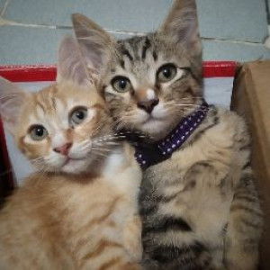 Afiqah razak profile icon