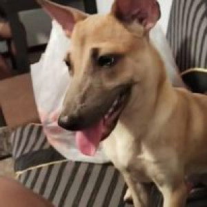 আয়য়ং ছাগুইনচিন profile icon