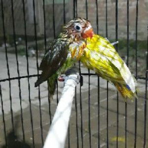 Venen Sadega profile icon