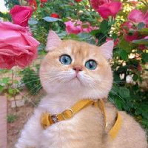 Hanis Rahimi profile icon