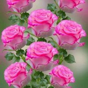 Ranty Dwiasifa profile icon