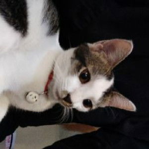 Nissaaaaaaaa profile icon