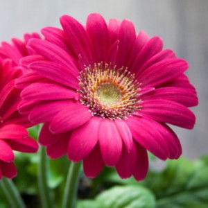 Sahedah profile icon