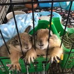 กิ๊กคุ กังฟู กะ เจ้าขา profile icon