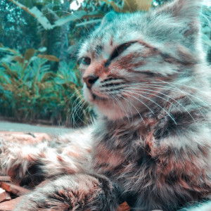 Muji Safaqon profile icon