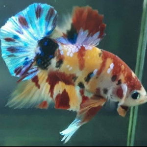 วิภาพร เตชะรุ่งเรืองชัย profile icon