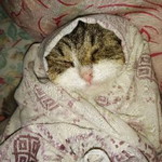 ERIKA MEIDI profile icon