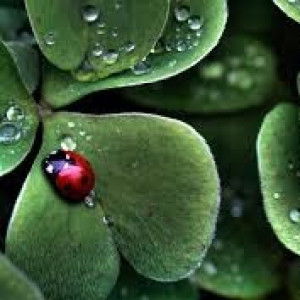 Farahin Nur profile icon