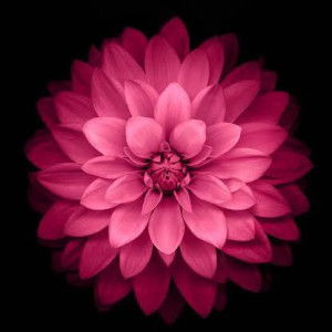 Mama shafa profile icon