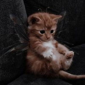 نجوى مختار profile icon