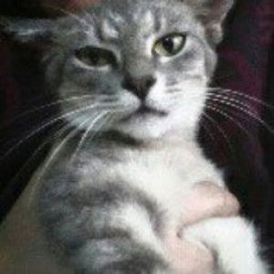 Jiha Lukman profile icon