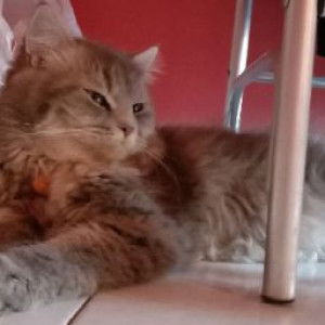 Leni Indriyani profile icon