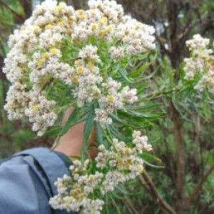 Niken Kurniawati profile icon