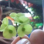 Fitria N profile icon