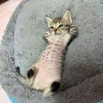 ชนา ภา ฯ. profile icon