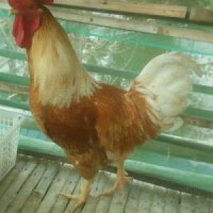 Berkah Ternak profile icon