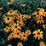 Aliefa Rahmadewi profile icon