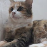 syira amin profile icon