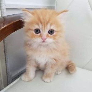 Imroatul Mufidah profile icon