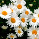 ERLINA YUANNISA profile icon