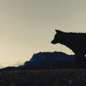 Anna Zinnirah profile icon