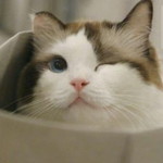 nor syuhadah azwim aidil adaha profile icon