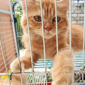 Rosmita Dewii profile icon