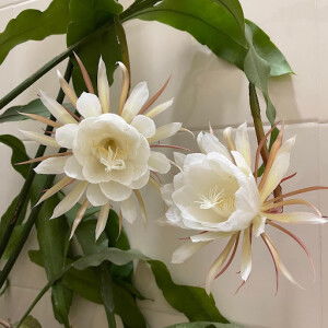 Chu Thuy Quynh profile icon