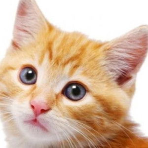 Syelvi Ani profile icon