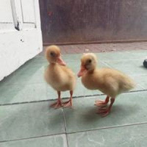 Rhenriz Riz profile icon